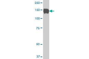 SP110 monoclonal antibody (M02), clone 6F11 Western Blot analysis of SP110 expression in Hela S3 NE . (SP110 antibody  (AA 271-380))