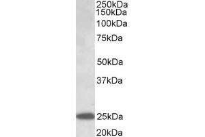Image no. 1 for anti-Abhydrolase Domain Containing 14B (ABHD14B) (AA 188-200) antibody (ABIN1099769) (ABHD14B antibody  (AA 188-200))