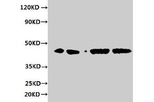 Western blot All lanes: ERGIC3 antibody at 2 μg/mL Lane 1: HepG2 whole cell lysate Lane 2: 293T whole cell lysate Lane 3: Hela whole cell lysate Lane 4: MCF-7 whole cell lysate Secondary Goat polyclonal to rabbit IgG at 1/10000 dilution Predicted band size: 44, 27 kDa Observed band size: 44 kDa (ERGIC3 antibody  (AA 47-341))