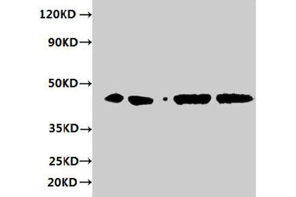 ERGIC3 antibody  (AA 47-341)