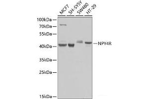Western blot analysis of extracts of various cell lines using NPY4R Polyclonal Antibody at dilution of 1:1000. (NPY4R antibody)