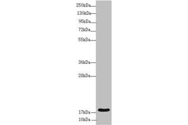 RNF5 抗体  (AA 1-120)