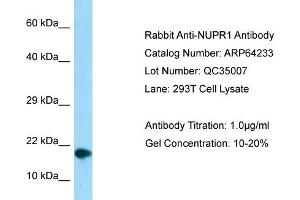 Western Blotting (WB) image for anti-Nuclear Protein, Transcriptional Regulator, 1 (NUPR1) (C-Term) antibody (ABIN2789772) (NUPR1 antibody  (C-Term))