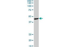 Western Blotting (WB) image for anti-Protein Kinase, AMP-Activated, beta 1 Non-Catalytic Subunit (PRKAB1) (AA 1-270) antibody (ABIN519170)