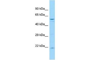 Host: Rabbit Target Name: Usp44 Sample Type: Rat Spleen lysates Antibody Dilution: 1. (USP44 antibody  (N-Term))