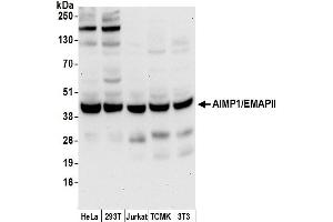 Western Blotting (WB) image for anti-Aminoacyl tRNA Synthetase Complex-Interacting Multifunctional Protein 1 (AIMP1) (AA 125-175) antibody (ABIN7453023)