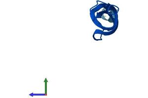 Protein Structure (PS) image for Mitochondrial Ribosomal Protein L33 (MRPL33) (AA 1-65) protein (Fc Tag) (ABIN7551466)