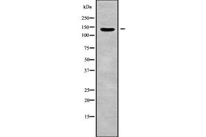 Western blot analysis of RAPH1 using 293 whole cell lysates (RAPH1 antibody  (Internal Region))