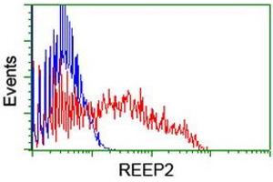 HEK293T cells transfected with either RC202507 overexpress plasmid (Red) or empty vector control plasmid (Blue) were immunostained by anti-REEP2 antibody (ABIN2455575), and then analyzed by flow cytometry. (REEP2 antibody)