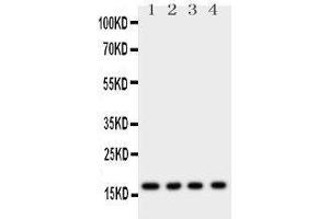 Western Blotting (WB) image for anti-Myoglobin (MB) (AA 138-154), (C-Term) antibody (ABIN3044306)