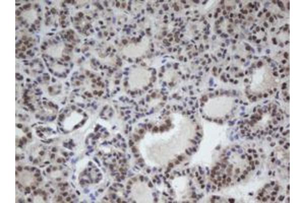 Cullin 4B antibody  (AA 1-300)