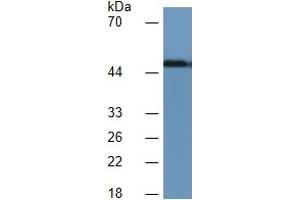 Western Blotting (WB) image for Leucine-Rich alpha-2 Glycoprotein 1 (LRG1) ELISA Kit (ABIN6730983)