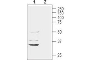 Western blot analysis of rat liver lysate: - 1. (AQP11 antibody  (2nd Extracellular Loop))