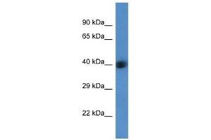 Western Blot showing AGPAT3 antibody used at a concentration of 1 ug/ml against Fetal Liver Lysate (AGPAT3 antibody  (Middle Region))