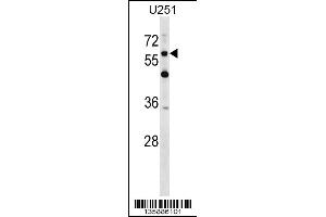Western blot analysis in U251 cell line lysates (35ug/lane). (CSPG5 antibody  (C-Term))