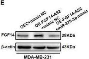 FGF14-AS2 regulates FGF14 expression by sponging miR-370-3p. (FGF14 antibody  (AA 1-252))