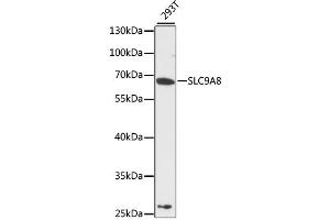Western blot analysis of extracts of 293T cells, using SLC9A8 antibody (ABIN6292415) at 1:3000 dilution. (NHE8 antibody)