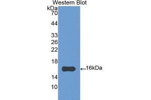 Western Blotting (WB) image for anti-Interleukin 4 (IL4) (AA 26-136) antibody (ABIN3209435)