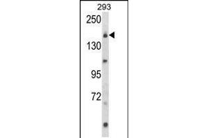 Western blot analysis of UNC13B Antibody in 293 cell line lysates (35ug/lane) (UNC13B antibody  (AA 1062-1091))
