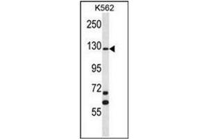 Western blot analysis of MCF2 Antibody (C-term) Cat. (MCF2 antibody  (C-Term))