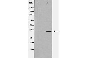 Western blot analysis of HO 2 expression in K562 cell lysate,The lane on the left is treated with the antigen-specific peptide. (HMOX2 antibody  (Internal Region))