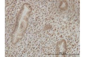 Image no. 1 for anti-Cleavage Stimulation Factor, 3' Pre-RNA, Subunit 2, 64kDa (CSTF2) (AA 1-578) antibody (ABIN598633) (CSTF2 antibody  (AA 1-578))
