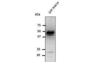 Anti-Rabl Ab at 1/1,000 däution, 293HEK transfectcd tysate at SO µg per Iane, Rabbit polycJonal to goat lµg (HRP) at 1/10,000 dilution. (RAB1A antibody  (C-Term))