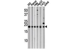 Western blot testing of LC3C antibody. (LC3C antibody  (AA 1-30))