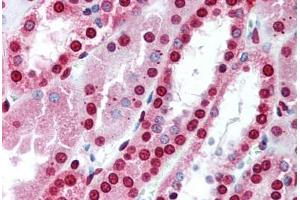 Kidney (MBD3 antibody  (AA 215-230))