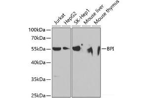 Western blot analysis of extracts of various cell lines using BPI Polyclonal Antibody at dilution of 1:1000.