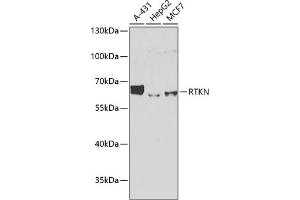 Western blot analysis of extracts of various cell lines, using RTKN antibody (ABIN6129097, ABIN6147290, ABIN6147292 and ABIN6222455) at 1:1000 dilution. (Rhotekin antibody  (AA 254-513))