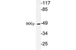 Western blot analysis of IKKγ antibody in extracts from 293 HepG2 cells. (IKBKG antibody)