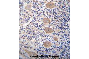 EP Antibody (C-term) 12971b immunohistochemistry analysis in formalin fixed and paraffin embedded human cerebellum tissue followed by peroxidase conjugation of the secondary antibody and DAB staining. (EAPP antibody  (C-Term))