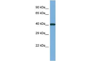 Host: Rabbit Target Name: CASS4 Sample Type: RPMI-8226 Whole Cell lysates Antibody Dilution: 1. (CASS4 antibody  (N-Term))
