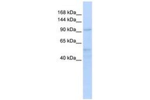 INTS4 antibody  (AA 792-841)