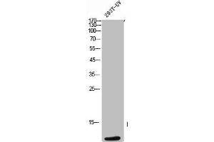 Western Blot analysis of 293T-UV cells using ApoC-III Polyclonal Antibody (APOC3 antibody  (C-Term))
