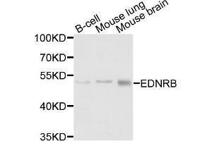 Western blot analysis of extracts of various cell lines, using EDNRB antibody. (EDNRB antibody)