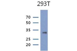 The cell lysate of 293T(30ug) were resolved by SDS-PAGE, transferred to PVDF membrane and probed with anti-human PRPS1 antibody (1:1000). (PRPS1 antibody)