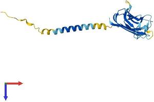 Protein Structure (PS) image for CD70 Molecule (CD70) (AA 1-195) protein (His tag) (ABIN7562501)