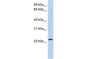 WB Suggested Anti-ATF3 Antibody Titration:  0. (ATF3 antibody  (Middle Region))