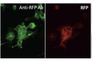 Immunofluorescence (IF) image for anti-Red Fluorescent Protein (RFP) antibody (ABIN6254205)