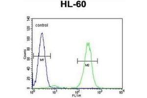 Flow cytometric analysis of HL-60 cells using FBXW11 Antibody (Center) Cat. (FBXW11 antibody  (Middle Region))