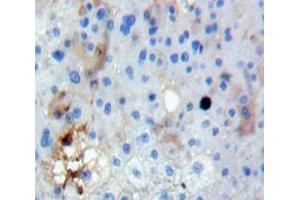 Used in DAB staining on fromalin fixed paraffin-embedded Liver tissue (FUT3 antibody  (AA 30-259))