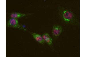 Indirect immunostaining of PFA fixed mouse 3T3 fibroblasts with anti-Sf3a-120 (dilution 1 : 500; red) and rabbit anti-giantin (cat. (SF3A1 antibody)