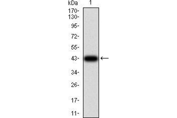 TCF4 antibody  (AA 518-667)