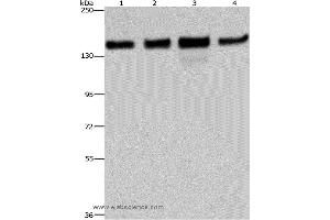 Western blot analysis of 293T, Hela, A172 and A549 cell, using GOLGA2 Polyclonal Antibody at dilution of 1:600 (Golgin A2 (GOLGA2) antibody)