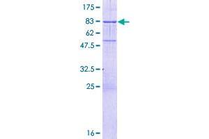KH Domain Containing, RNA Binding, Signal Transduction Associated 3 (KHDRBS3) (AA 1-346) protein (GST tag)