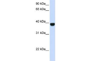 WB Suggested Anti-FOXE1 Antibody Titration: 0. (FOXE1 antibody  (Middle Region))