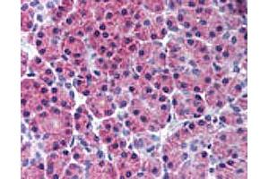 IHC analysis of human pancreas. (RIPK3 antibody  (AA 480-530))