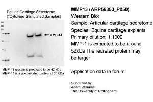 Sample Type: Equine Cartilage Explants  Primary Dilution: 1:1000  Secondary Antibody: Bio-Rad 170-5046 Secondary Dilution: 1:100,000Image Submitted By: Adam WilliamsUniversity of Nottingham (MMP13 antibody  (Middle Region))